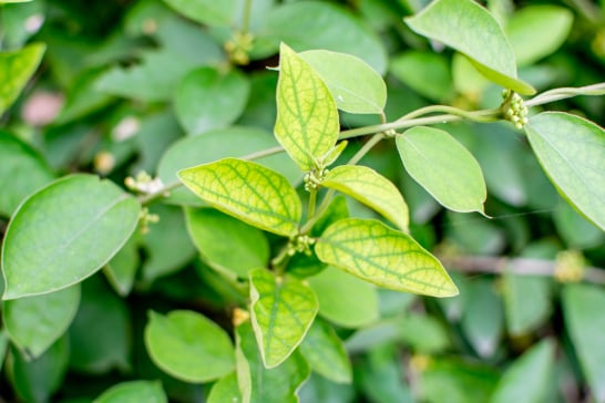 Gymnema Sylvestre